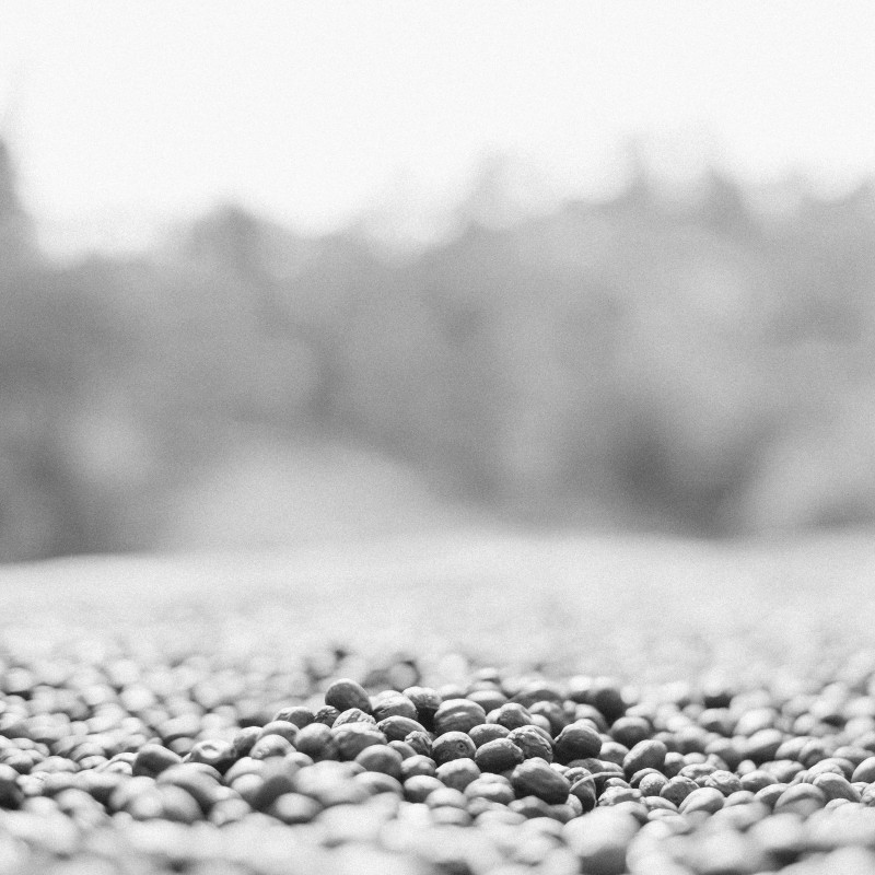 Kenya Elshadai Coffee Estate Natural