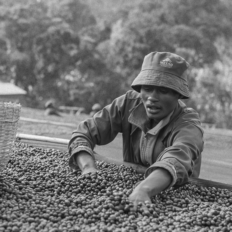 Ethiopia Hambela Alaka Natural