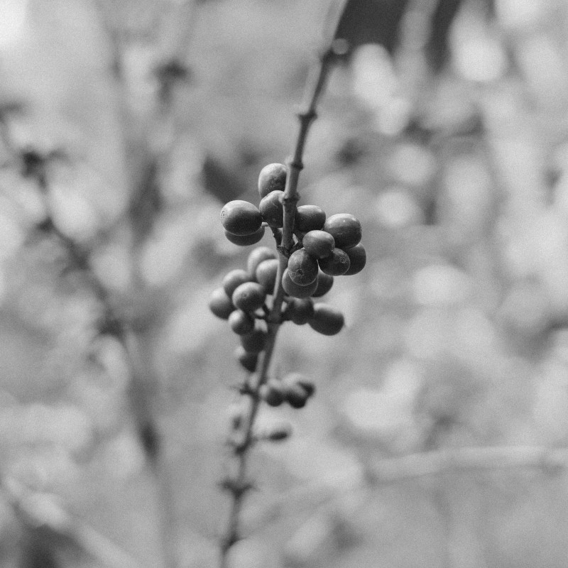 Kenya Kamavindi Estate PB