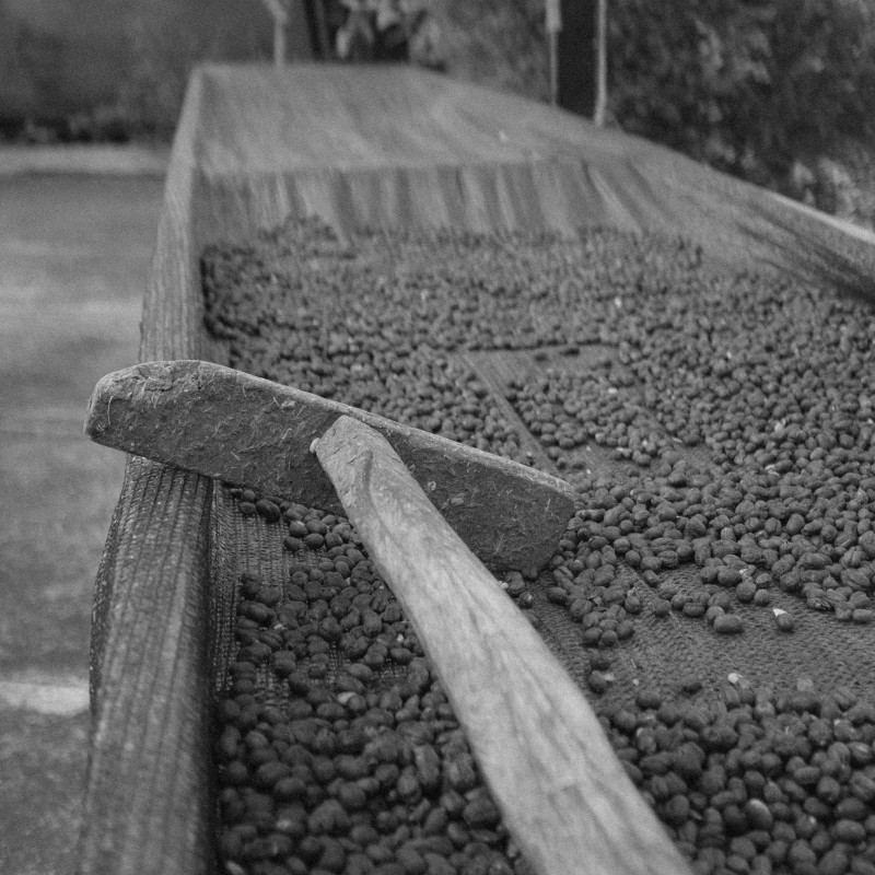 Honduras Sagastume Family Natural