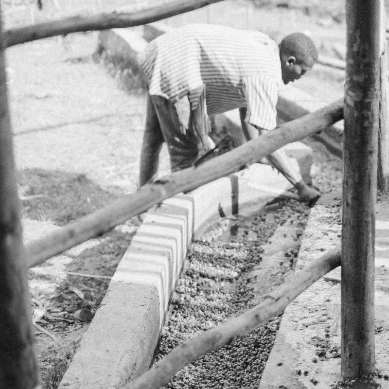 Burundi Campazi Natural